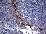 BNIP1 Antibody in Immunohistochemistry (Paraffin) (IHC (P))