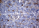 BNIP1 Antibody in Immunohistochemistry (Paraffin) (IHC (P))