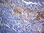 BNIP1 Antibody in Immunohistochemistry (Paraffin) (IHC (P))
