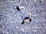 BNIP1 Antibody in Immunohistochemistry (Paraffin) (IHC (P))