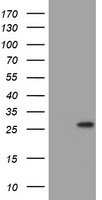 BNIP1 Antibody in Western Blot (WB)
