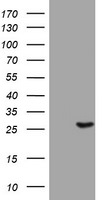 BNIP1 Antibody in Western Blot (WB)