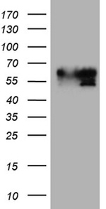 BNIPL Antibody in Western Blot (WB)