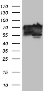 BNIPL Antibody in Western Blot (WB)