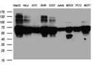 BNIPL Antibody in Western Blot (WB)