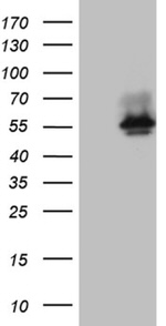 BNIPL Antibody in Western Blot (WB)