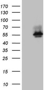 BNIPL Antibody in Western Blot (WB)