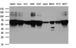 BNIPL Antibody in Western Blot (WB)