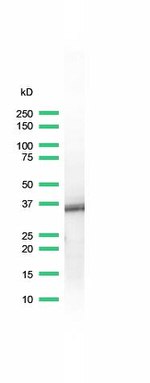 BOB-1 Antibody in Western Blot (WB)