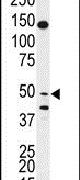 BPIL1 Antibody in Western Blot (WB)