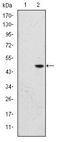 FALZ Antibody in Western Blot (WB)