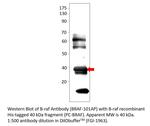 B-raf Antibody in Western Blot (WB)