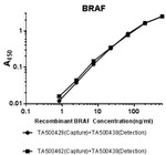 BRAF Antibody in ELISA (ELISA)