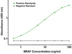 BRAF Antibody in ELISA (ELISA)