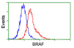 BRAF Antibody in Flow Cytometry (Flow)