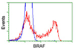 BRAF Antibody in Flow Cytometry (Flow)