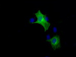 BRAF Antibody in Immunocytochemistry (ICC/IF)