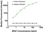 BRAF Antibody in Luminex (LUM)