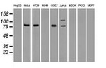 BRAF Antibody in Western Blot (WB)