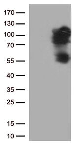 BRAF Antibody in Western Blot (WB)