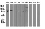 BRAF Antibody in Western Blot (WB)