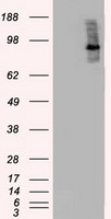BRAF Antibody in Western Blot (WB)