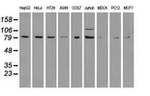 BRAF Antibody in Western Blot (WB)
