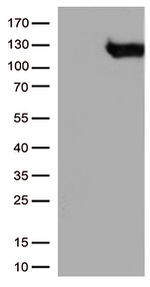BRAF Antibody in Western Blot (WB)