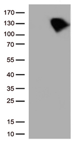 BRAF Antibody in Western Blot (WB)