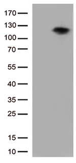 BRAF Antibody in Western Blot (WB)