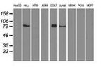 BRAF Antibody in Western Blot (WB)