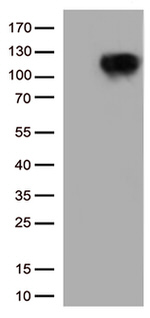BRAF Antibody in Western Blot (WB)