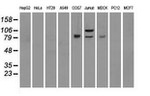BRAF Antibody in Western Blot (WB)