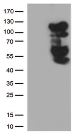 BRAF Antibody in Western Blot (WB)