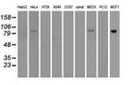 BRAF Antibody in Western Blot (WB)