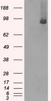 BRAF Antibody in Western Blot (WB)