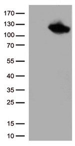 BRAF Antibody in Western Blot (WB)