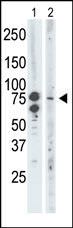 BRD3 Antibody in Western Blot (WB)