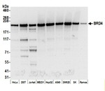 BRD4 Polyclonal Antibody