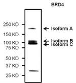 BRD4 Antibody in Western Blot (WB)