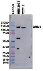 BRD4 Antibody in Western Blot (WB)