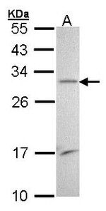 BRMS1 Antibody in Western Blot (WB)