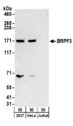 BRPF3 Antibody in Western Blot (WB)