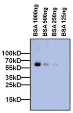 Bovine Serum Albumin Monoclonal Antibody (3H6)