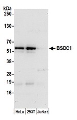 BSDC1 Polyclonal Antibody