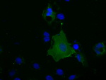 BSG Antibody in Immunocytochemistry (ICC/IF)