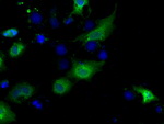 BSG Antibody in Immunocytochemistry (ICC/IF)