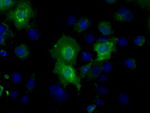 BSG Antibody in Immunocytochemistry (ICC/IF)