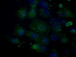 BSG Antibody in Immunocytochemistry (ICC/IF)