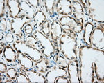 BSG Antibody in Immunohistochemistry (Paraffin) (IHC (P))